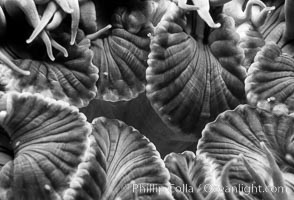 Aggregating anemone detail. San Miguel Island, California, USA, Anthopleura elegantissima, natural history stock photograph, photo id 06130