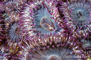 Aggregating anemones.  Arrayed in a clonal group, all of these anemones are genetically identical.  San Nicholas Island, Anthopleura elegantissima