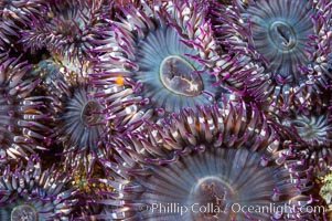 Aggregating anemones.  Arrayed in a clonal group, all of these anemones are genetically identical.  San Nicholas Island, Anthopleura elegantissima