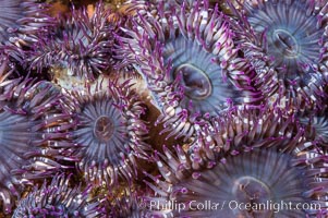 Aggregating anemones.  Arrayed in a clonal group, all of these anemones are genetically identical.  San Nicholas Island, Anthopleura elegantissima