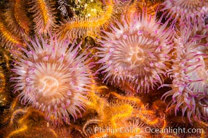 Aggregating anemones Anthopleura elegantissima on oil rigs, southern California., natural history stock photograph, photo id 35080