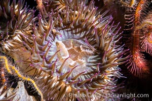 Aggregating anemones Anthopleura elegantissima on oil rigs, southern California