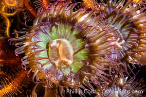 Aggregating anemones Anthopleura elegantissima on oil rigs, southern California