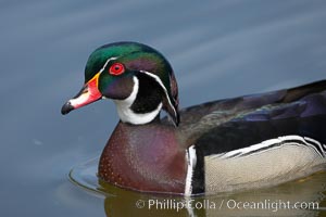 Wood duck, male, Aix sponsa, Santee Lakes