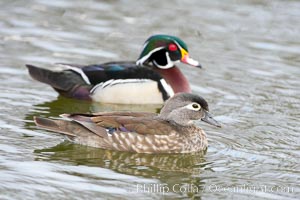 Wood duck, female (foreground) and male (behind). Santee Lakes, California, USA, Aix sponsa, natural history stock photograph, photo id 15695
