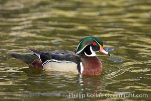 Wood duck, male, Aix sponsa, Santee Lakes