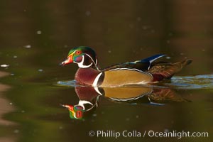 Wood duck, male, Aix sponsa, Santee Lakes