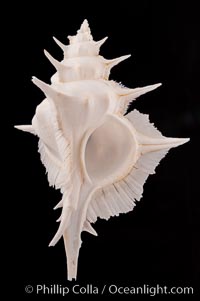 Alabaster Murex, Siratus alabaster