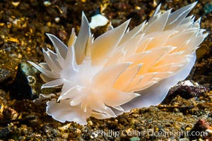 Alabaster Nudibranch, white-lined dirona, Dirona albolineata, Vancouver Island