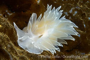 Alabaster Nudibranch, white-lined dirona, Dirona albolineata, Vancouver Island, Dirona albolineata