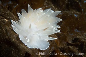 Alabaster Nudibranch, white-lined dirona, Dirona albolineata, Vancouver Island, Dirona albolineata