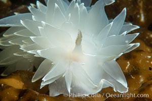 Alabaster Nudibranch, white-lined dirona, Dirona albolineata, Vancouver Island