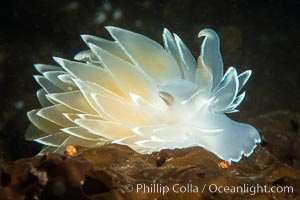 Alabaster Nudibranch, white-lined dirona, Dirona albolineata, Vancouver Island, Dirona albolineata