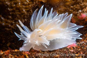 Alabaster Nudibranch, white-lined dirona, Dirona albolineata, Vancouver Island, Dirona albolineata