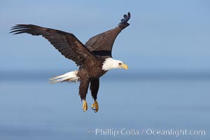 Bald eagle in flight, Kachemak Bay in background, Haliaeetus leucocephalus, Haliaeetus leucocephalus washingtoniensis, Homer, Alaska