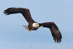 Bald eagle in flight, wing spread, soaring.