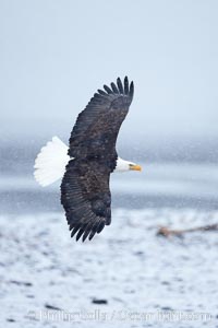 Bald eagle in flight, snow falling, overcast sky, snow covered beach and Kachemak Bay in the background.