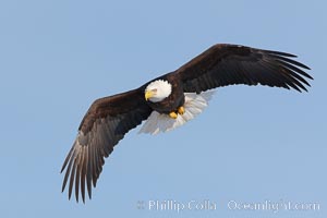 Bald eagle in flight, wing spread, soaring, Haliaeetus leucocephalus, Haliaeetus leucocephalus washingtoniensis, Kachemak Bay, Homer, Alaska