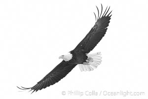 Bald eagle in flight, wing spread, soaring, Haliaeetus leucocephalus, Haliaeetus leucocephalus washingtoniensis, Kachemak Bay, Homer, Alaska