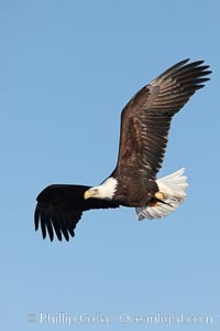 Bald eagle in flight, wing spread, soaring, Haliaeetus leucocephalus, Haliaeetus leucocephalus washingtoniensis, Kachemak Bay, Homer, Alaska