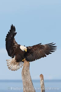 Bald eagle in flight, spreads its wings wide to slow before landing on a wooden perch, Haliaeetus leucocephalus, Haliaeetus leucocephalus washingtoniensis, Kachemak Bay, Homer, Alaska