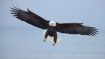 Bald eagle in flight, wing spread, soaring, Haliaeetus leucocephalus, Haliaeetus leucocephalus washingtoniensis, Kachemak Bay, Homer, Alaska