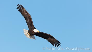 Bald eagle in flight, wing spread, soaring, Haliaeetus leucocephalus, Haliaeetus leucocephalus washingtoniensis, Kachemak Bay, Homer, Alaska