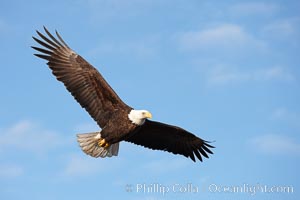 Bald eagle in flight, wing spread, soaring, Haliaeetus leucocephalus, Haliaeetus leucocephalus washingtoniensis, Kachemak Bay, Homer, Alaska