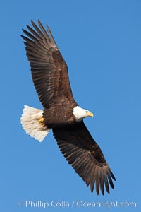 Bald eagle in flight, wing spread, soaring, Haliaeetus leucocephalus, Haliaeetus leucocephalus washingtoniensis, Kachemak Bay, Homer, Alaska