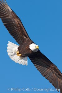 Bald eagle in flight, wing spread, soaring, Haliaeetus leucocephalus, Haliaeetus leucocephalus washingtoniensis, Kachemak Bay, Homer, Alaska