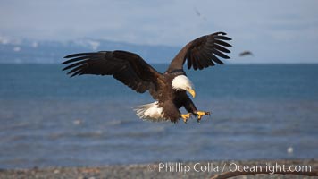 Bald eagle in flight, spreads its wings wide to slow before landing on a wooden perch, Haliaeetus leucocephalus, Haliaeetus leucocephalus washingtoniensis, Kachemak Bay, Homer, Alaska