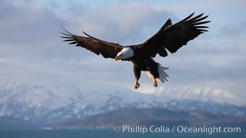 Bald eagle in flight, sidelit, cloudy sky and Kenai Mountains in the background, Haliaeetus leucocephalus, Haliaeetus leucocephalus washingtoniensis, Kachemak Bay, Homer, Alaska