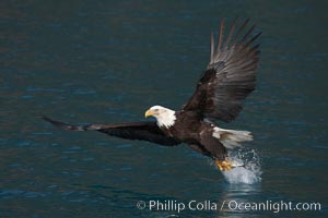 Bald eagle makes a splash while in flight as it takes a fish out of the water, Haliaeetus leucocephalus, Haliaeetus leucocephalus washingtoniensis, Kenai Peninsula, Alaska