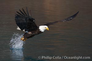 Bald eagle makes a splash while in flight as it takes a fish out of the water, Haliaeetus leucocephalus, Haliaeetus leucocephalus washingtoniensis, Kenai Peninsula, Alaska