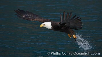 Bald eagle makes a splash while in flight as it takes a fish out of the water, Haliaeetus leucocephalus, Haliaeetus leucocephalus washingtoniensis, Kenai Peninsula, Alaska