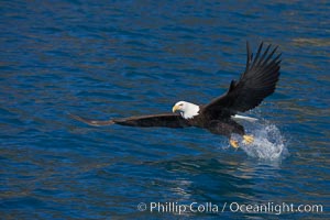 Bald eagle, makes a splash while in flight as it takes a fish out of the water, Haliaeetus leucocephalus, Haliaeetus leucocephalus washingtoniensis, Kenai Peninsula, Alaska