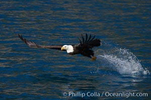 Bald eagle, makes a splash while in flight as it takes a fish out of the water, Haliaeetus leucocephalus, Haliaeetus leucocephalus washingtoniensis, Kenai Peninsula, Alaska