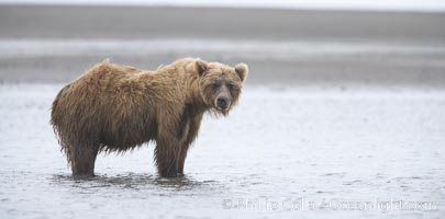 Mature male coastal brown bear boar waits on the tide flats at the mouth of Silver Salmon Creek for salmon to arrive.  Grizzly bear, Ursus arctos, Lake Clark National Park, Alaska