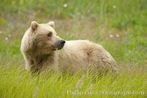 Coastal brown bear amid sedge grass, near Silver Salmon Creek, Ursus arctos, Lake Clark National Park, Alaska