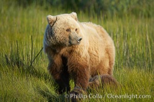 Brown bear female sow in sedge meadow, with her three spring cubs hidden by the deep grass next to her.  These cubs were born earlier in the spring and will remain with their mother for almost two years, relying on her completely for their survival, Ursus arctos, Lake Clark National Park, Alaska