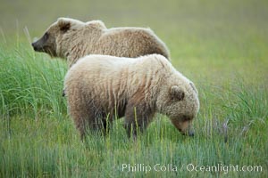 Young brown bears graze sedge grass, Ursus arctos, Lake Clark National Park, Alaska