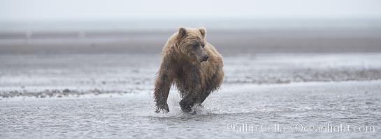 Mature male coastal brown bear boar waits on the tide flats at the mouth of Silver Salmon Creek for salmon to arrive.  Grizzly bear, Ursus arctos, Lake Clark National Park, Alaska