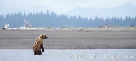 Mature male coastal brown bear boar waits on the tide flats at the mouth of Silver Salmon Creek for salmon to arrive.  Grizzly bear, Ursus arctos, Lake Clark National Park, Alaska