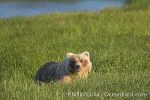 Coastal brown bear in meadow.  The tall sedge grasses in this coastal meadow are a food source for brown bears, who may eat 30 lbs of it each day during summer while waiting for their preferred food, salmon, to arrive in the nearby rivers, Ursus arctos, Lake Clark National Park, Alaska