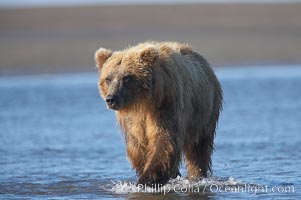 Coastal brown bear forages for salmon returning from the ocean to Silver Salmon Creek.  Grizzly bear, Ursus arctos, Lake Clark National Park, Alaska