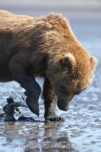 Coastal brown bear forages for razor clams in sand flats at extreme low tide.  Grizzly bear, Ursus arctos, Lake Clark National Park, Alaska