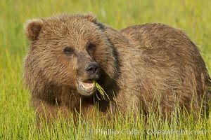 Young brown bear grazes in tall sedge grass.  Brown bears can consume 30 lbs of sedge grass daily, waiting weeks until spawning salmon fill the rivers, Ursus arctos, Lake Clark National Park, Alaska