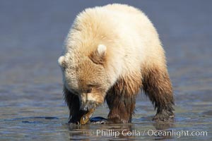 Juvenile female brown bear forages for razor clams in sand flats at extreme low tide.  Grizzly bear, Ursus arctos, Lake Clark National Park, Alaska