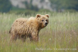 Coastal brown bear cub, one and a half years old, near Johnson River.  This cub will remain with its mother for about another six months, and will be on its own next year, Ursus arctos, Lake Clark National Park, Alaska