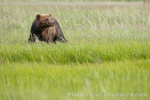 Coastal brown bear in meadow.  The tall sedge grasses in this coastal meadow are a food source for brown bears, who may eat 30 lbs of it each day during summer while waiting for their preferred food, salmon, to arrive in the nearby rivers, Ursus arctos, Lake Clark National Park, Alaska